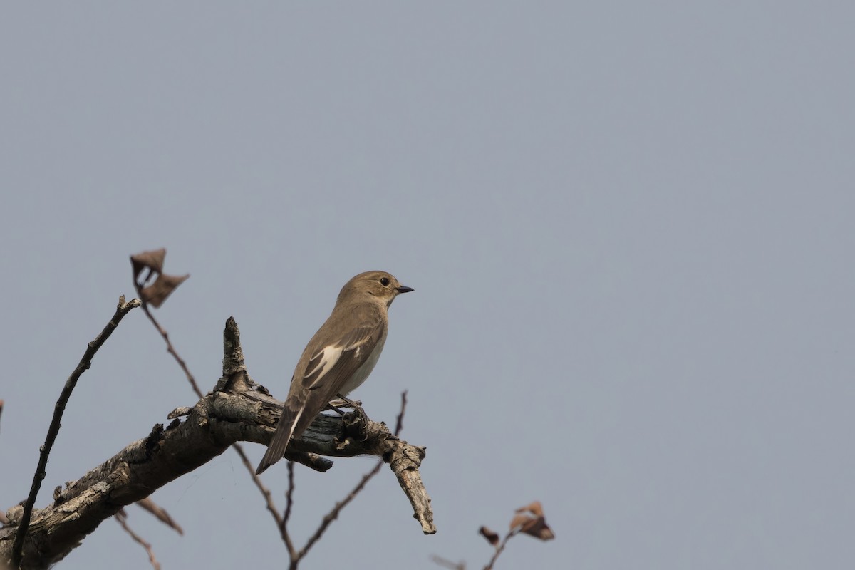 European Pied Flycatcher - ML623849994