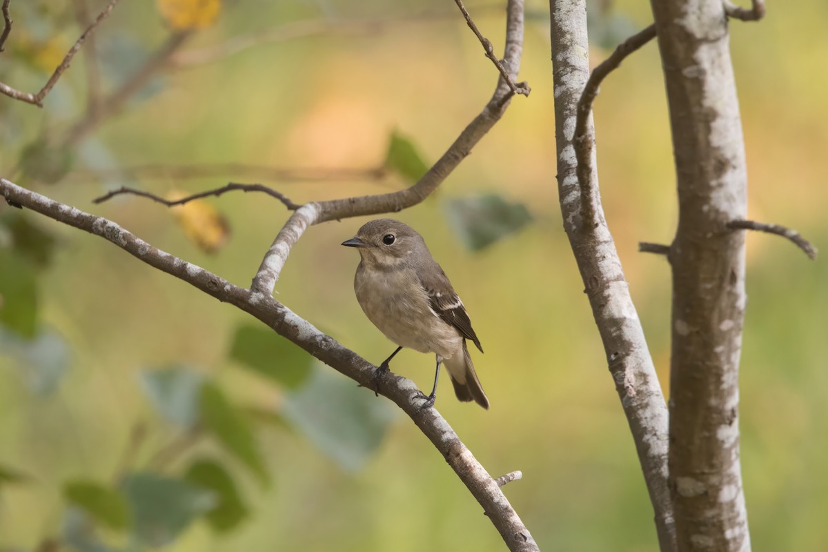 European Pied Flycatcher - ML623849995