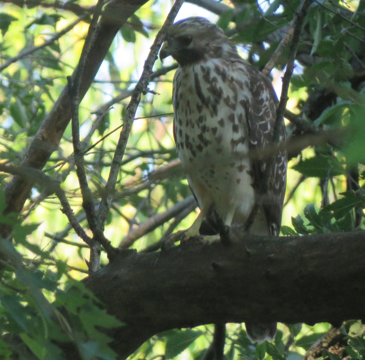 Red-shouldered Hawk (lineatus Group) - ML623850007