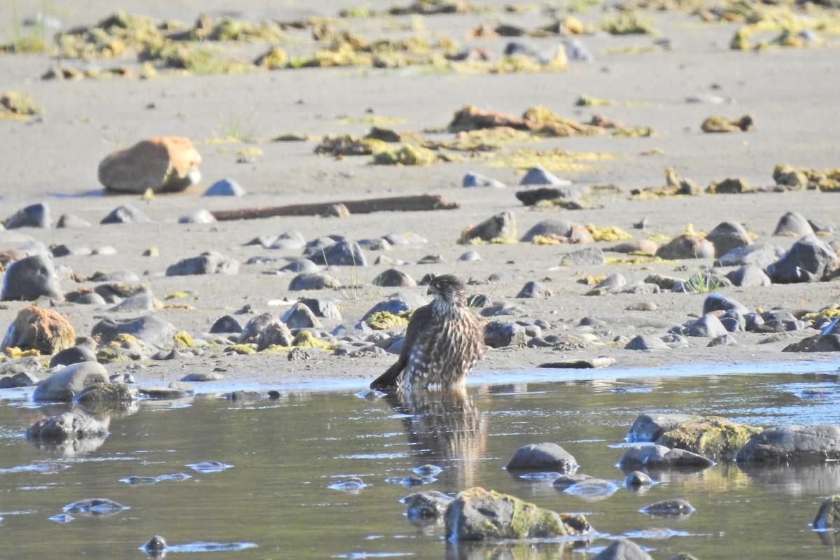 Хайргууна шонхор - ML623850011