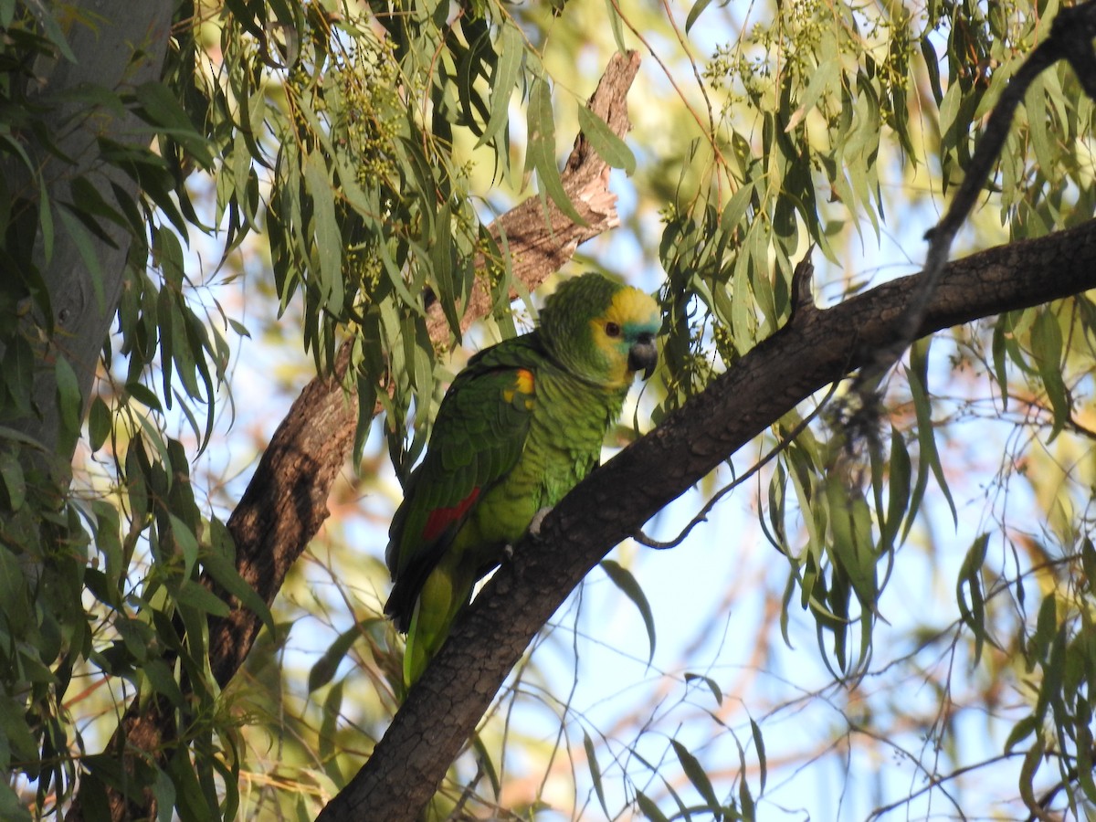 Turquoise-fronted Parrot - ML623850014