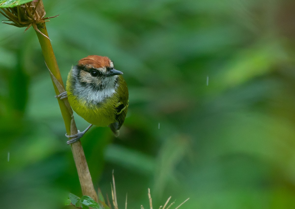 Rufous-crowned Tody-Flycatcher - ML623850025
