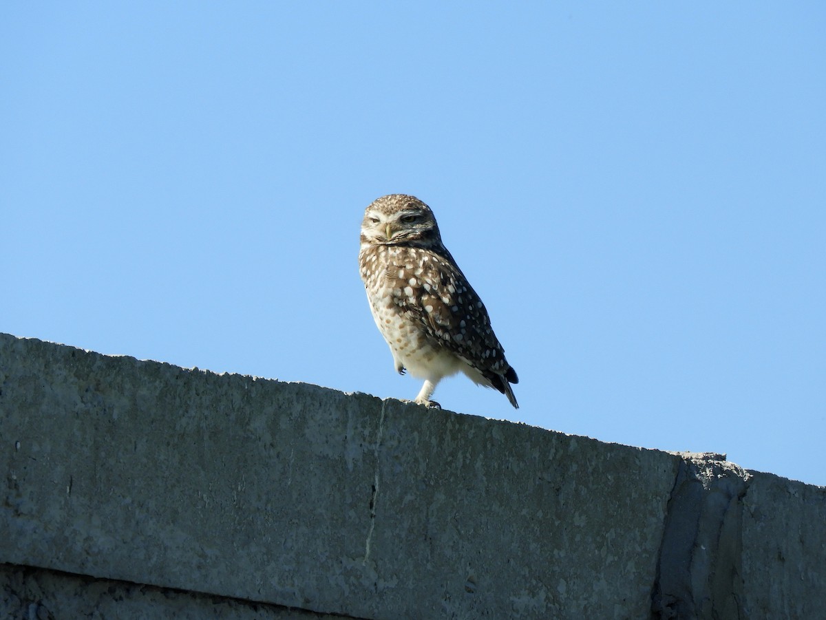 Burrowing Owl - ML623850029