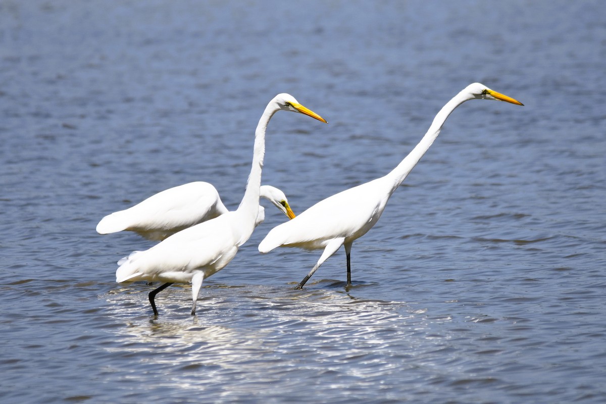 Great Egret - ML623850031