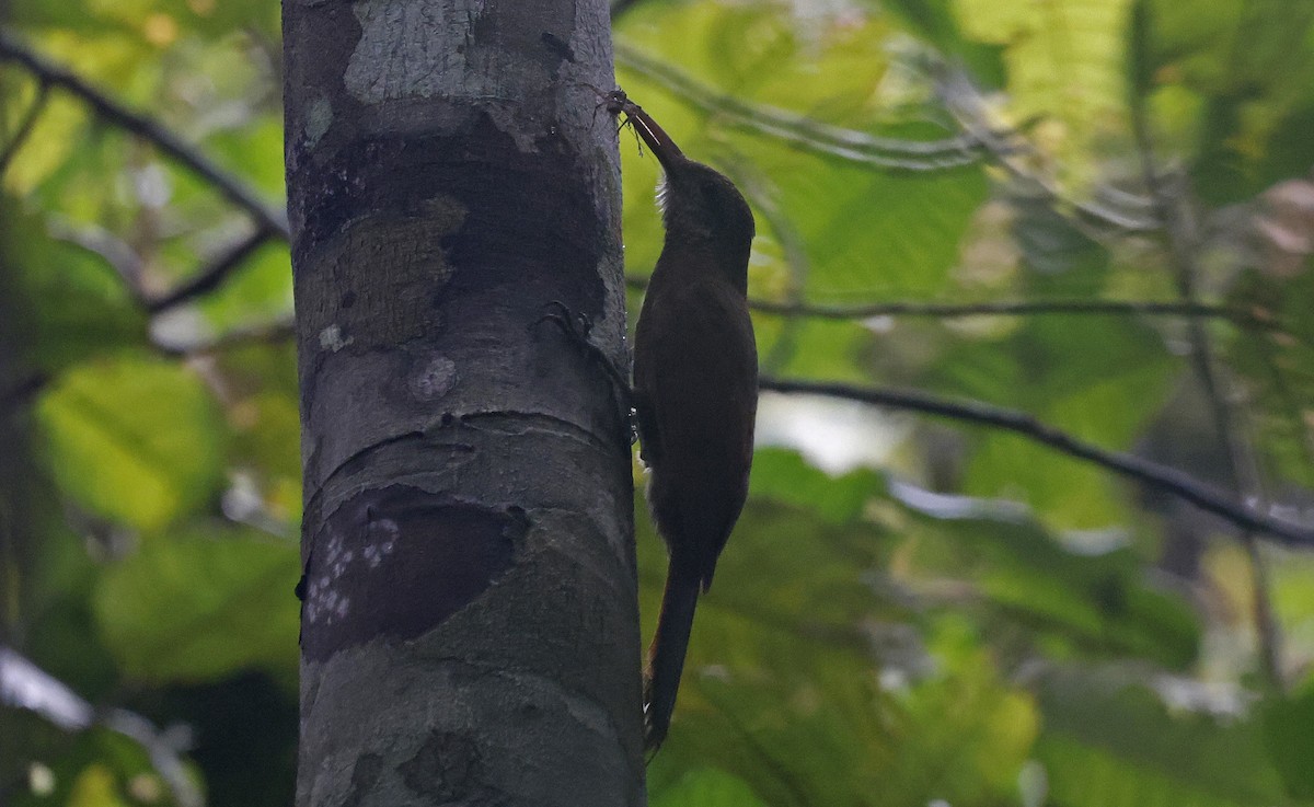 Bar-bellied Woodcreeper - ML623850033