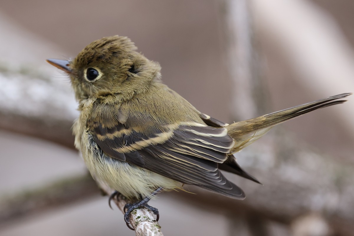 Western Flycatcher - ML623850034