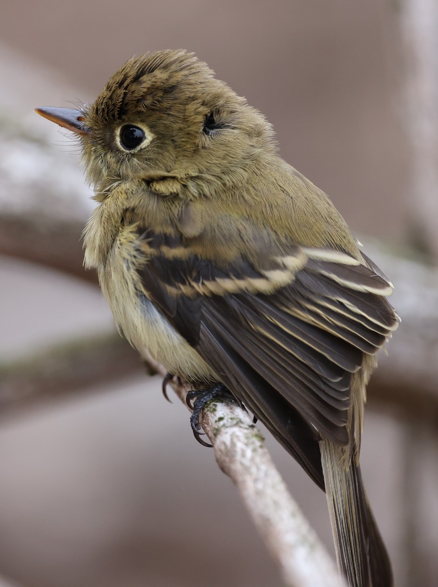 Western Flycatcher - ML623850035