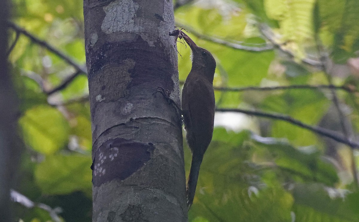 Bar-bellied Woodcreeper - ML623850038