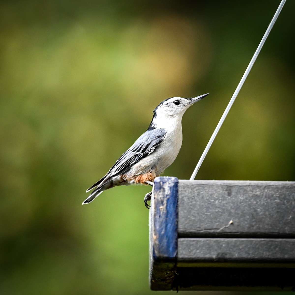 White-breasted Nuthatch (Eastern) - ML623850053