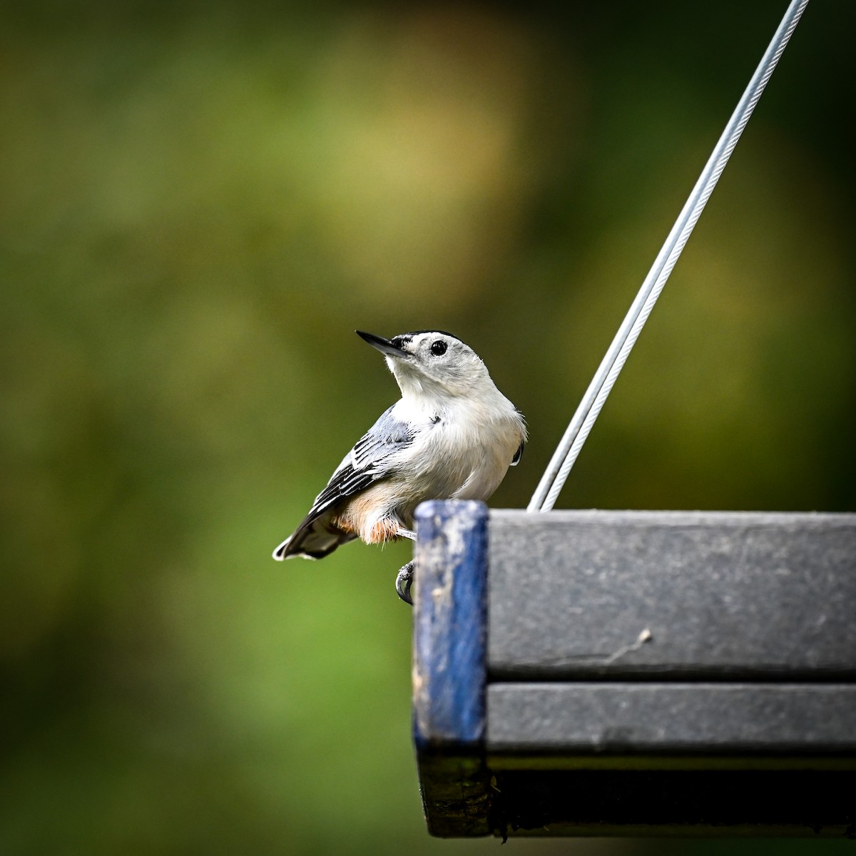 White-breasted Nuthatch (Eastern) - David Govoni