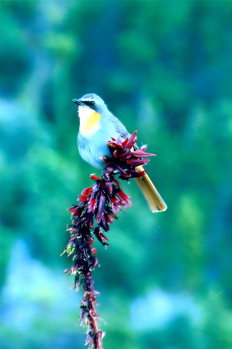 Cape Robin-Chat - ML623850063