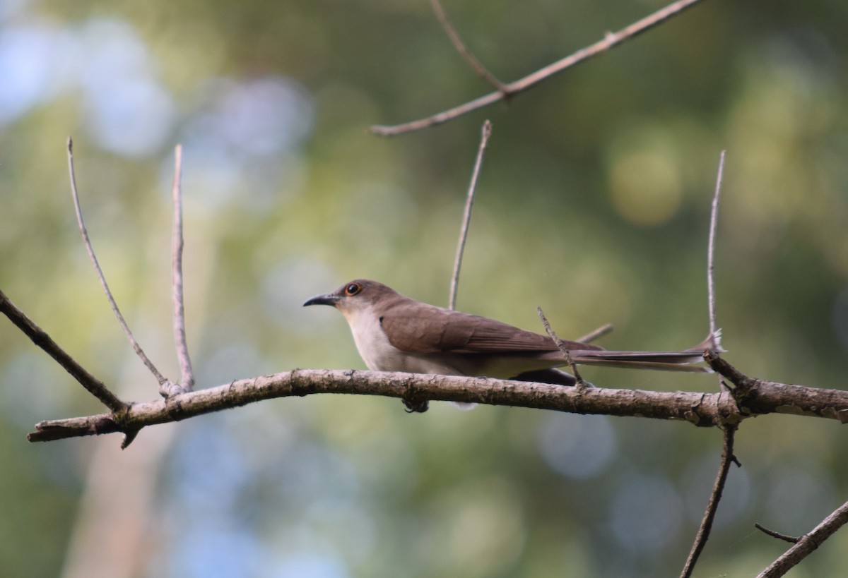 Black-billed Cuckoo - ML623850068