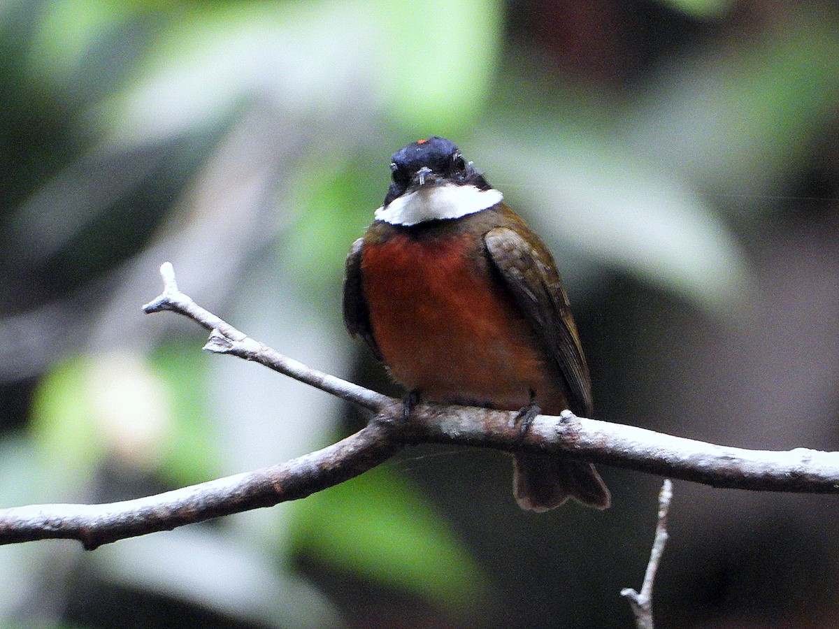 Flame-crowned Manakin - ML623850069