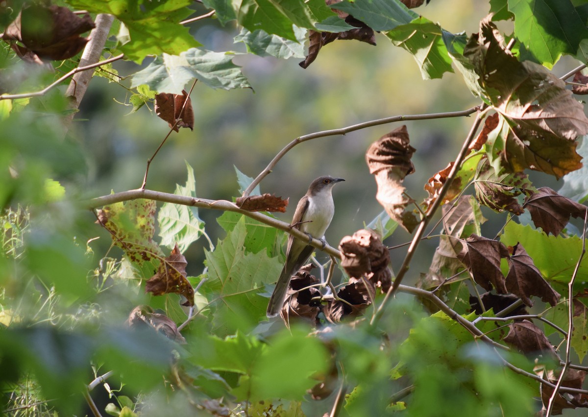 Black-billed Cuckoo - ML623850072