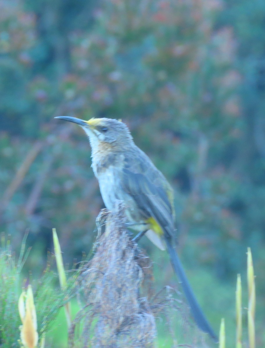 Cape Sugarbird - Tom Dudones