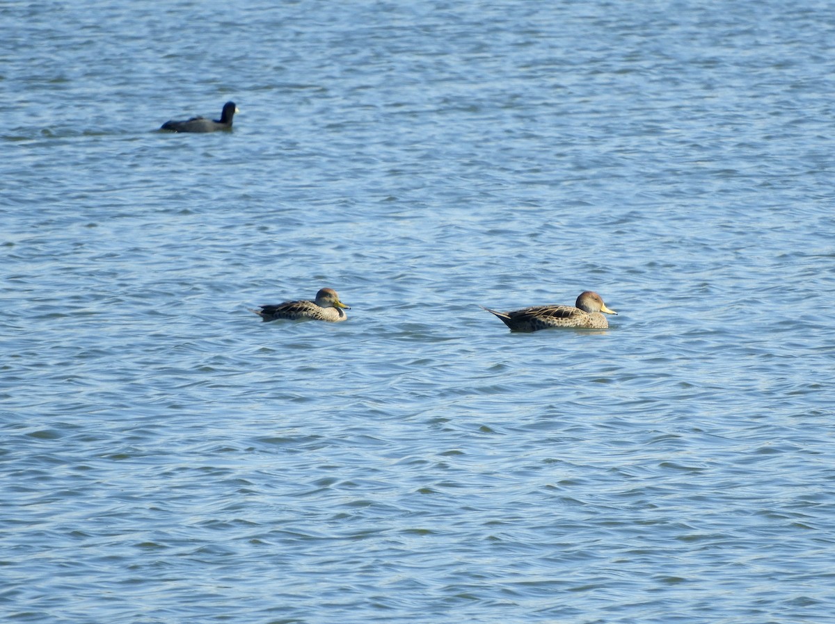 Yellow-billed Pintail - Gonzalo Diaz