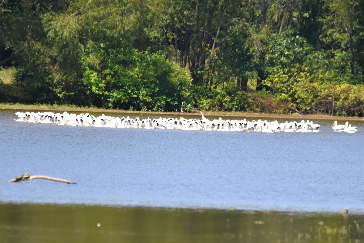 American White Pelican - ML623850087