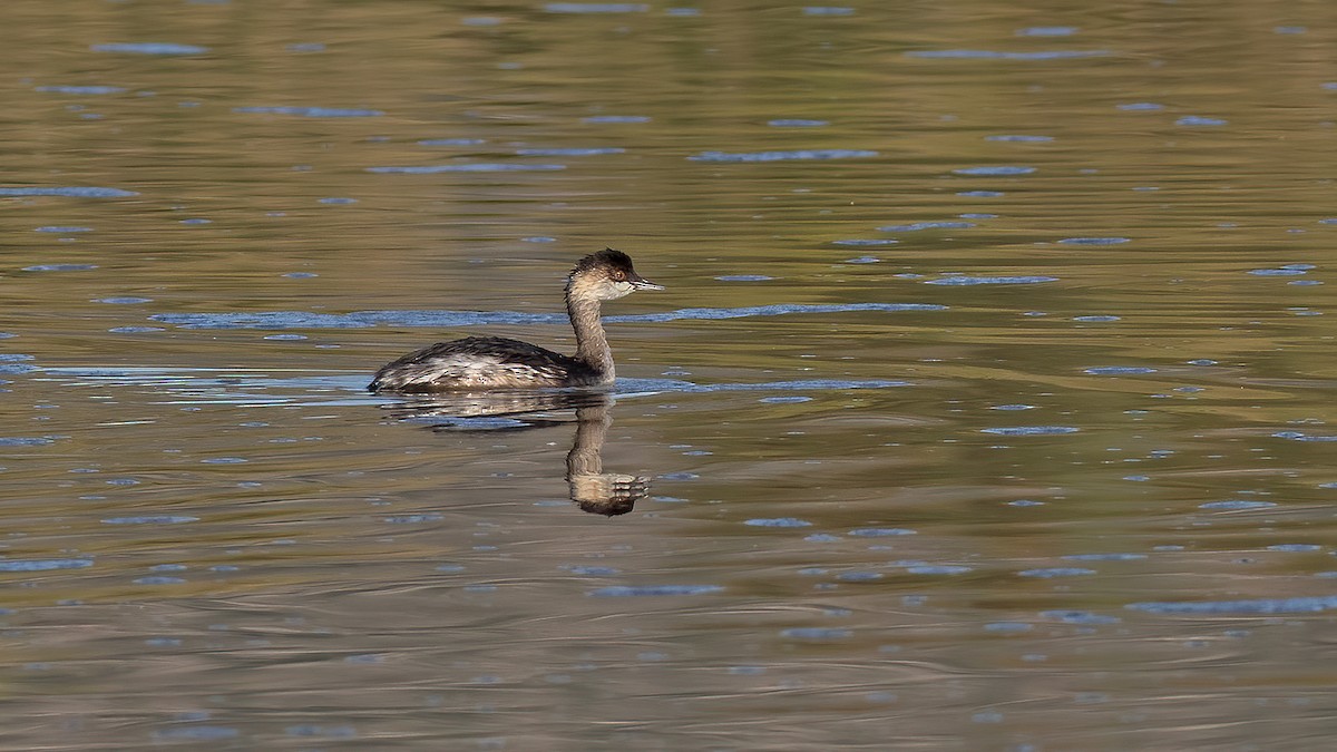 Eared Grebe - ML623850110