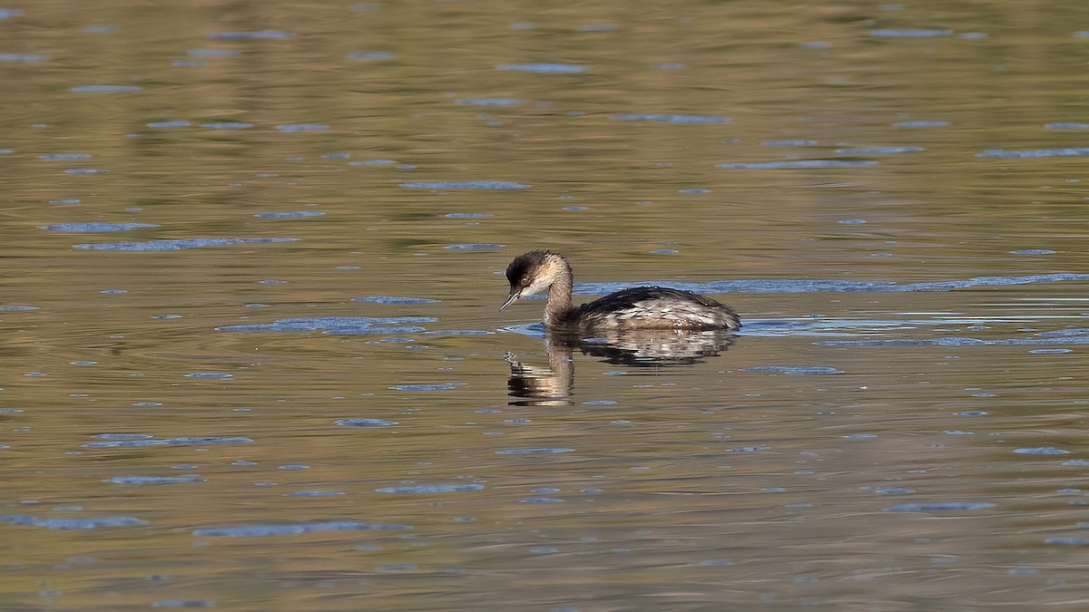 Eared Grebe - ML623850111