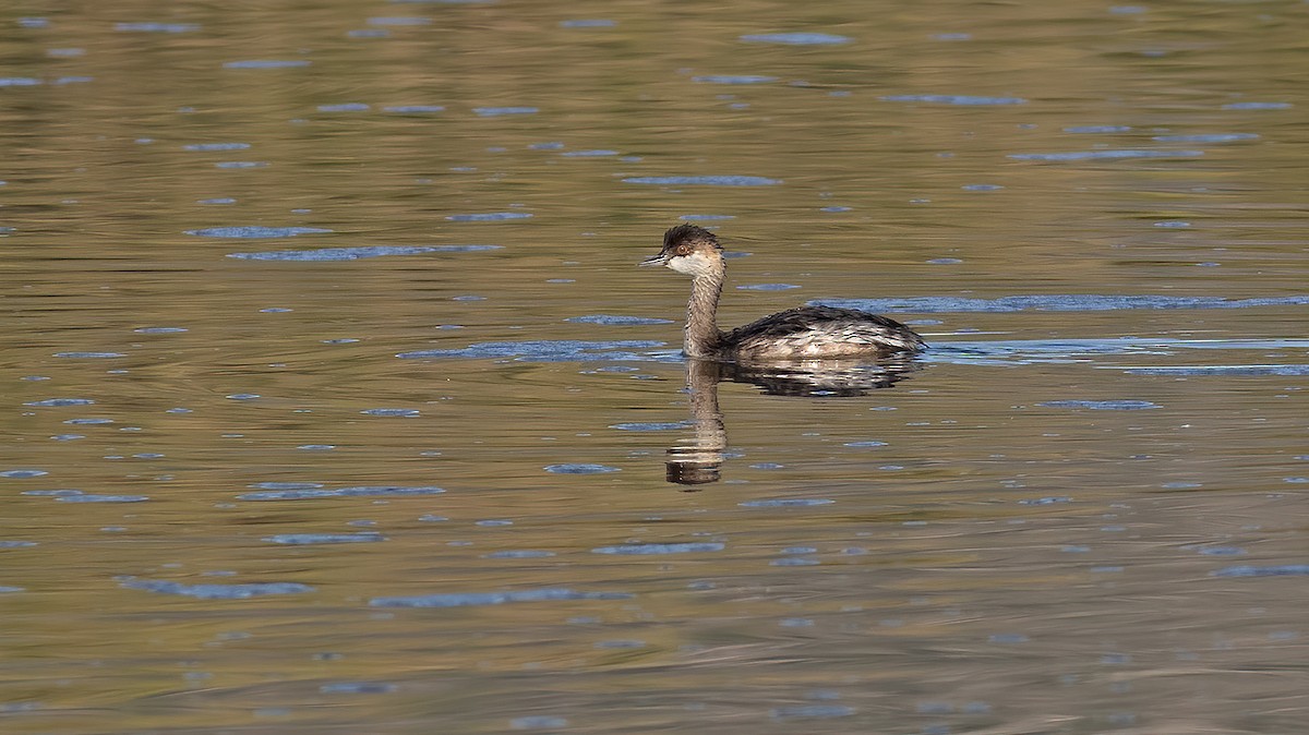 Eared Grebe - Sezai Goksu