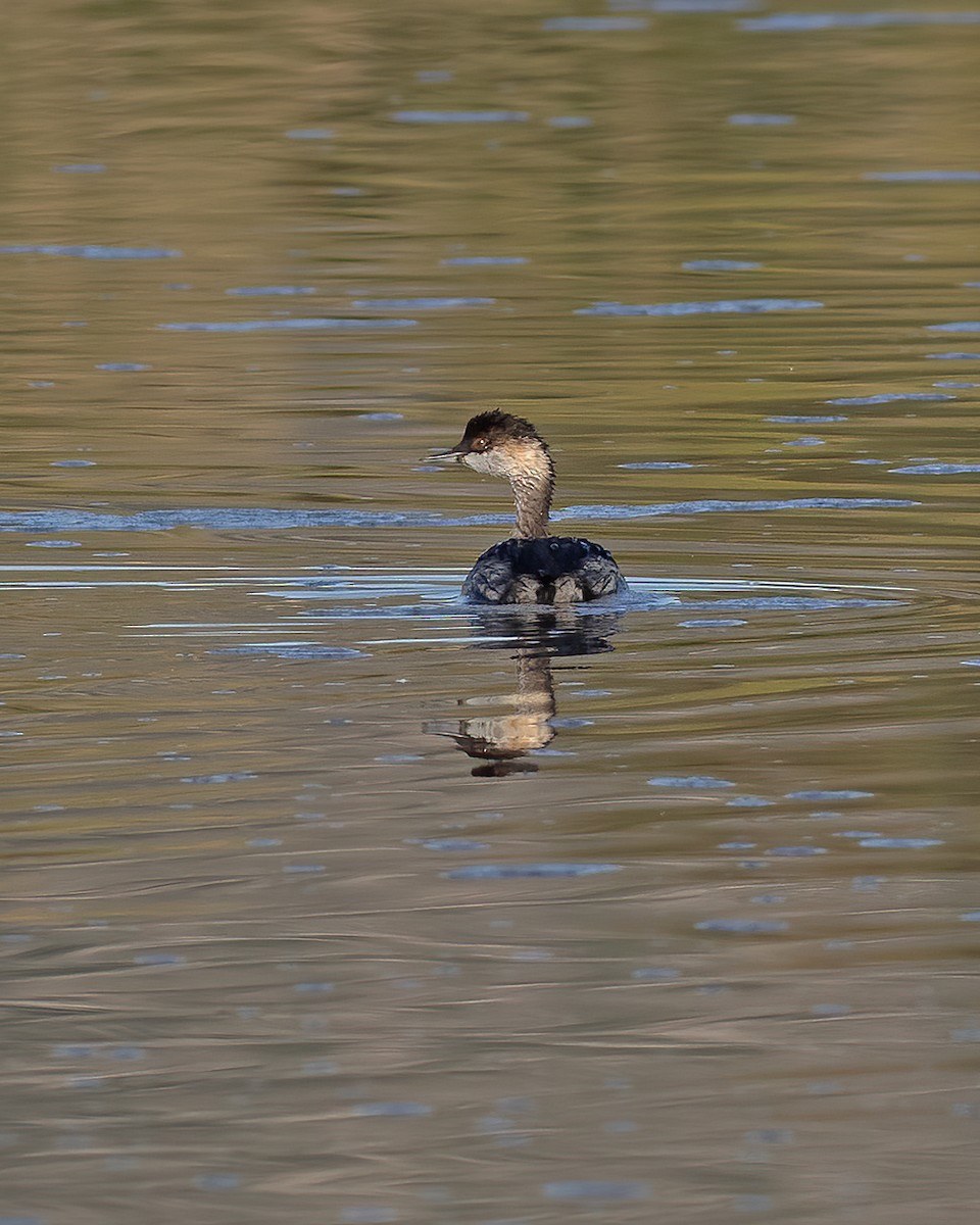 Eared Grebe - ML623850113