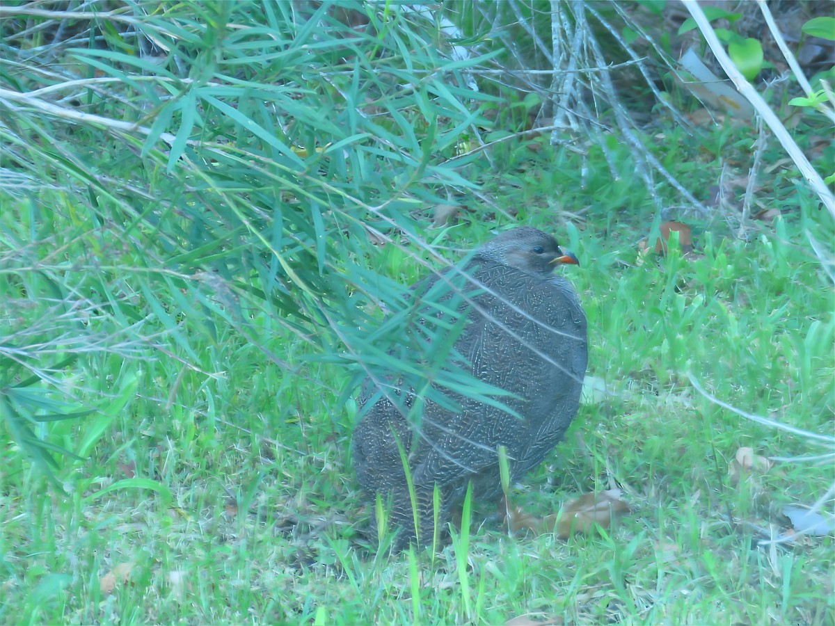 Cape Spurfowl - ML623850126