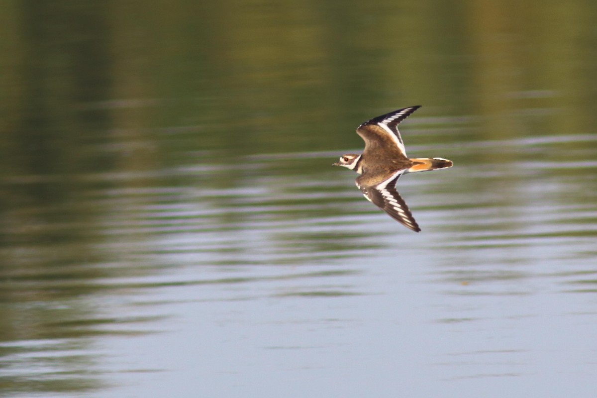 Killdeer - ML623850167