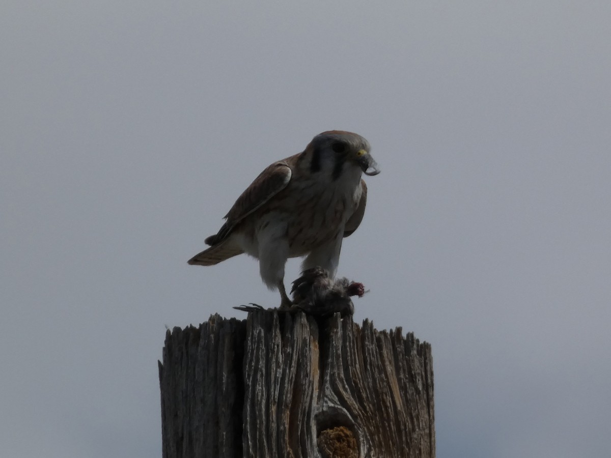 American Kestrel - ML623850195