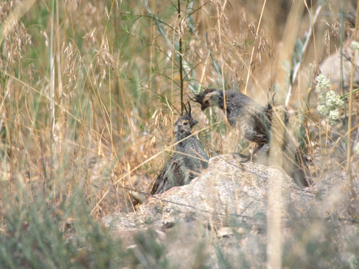 Mountain Quail - ML623850203