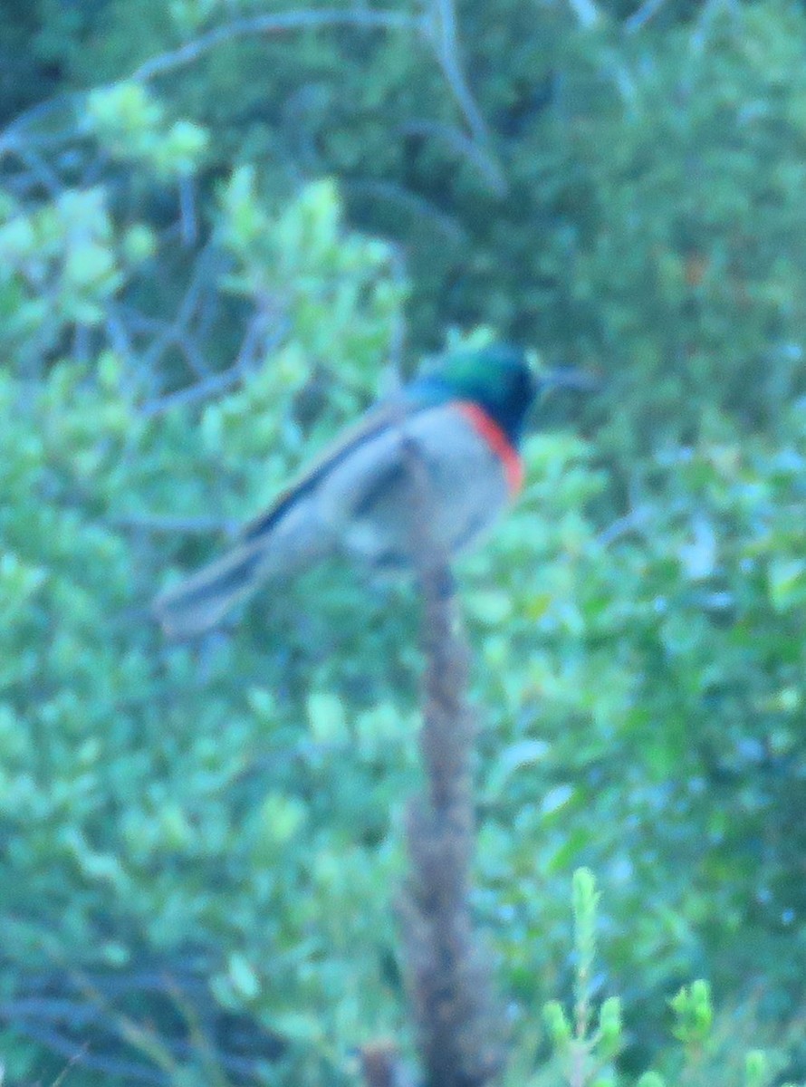 Southern Double-collared Sunbird - ML623850206