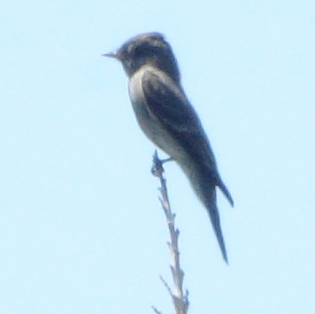 Western Wood-Pewee - ML623850226