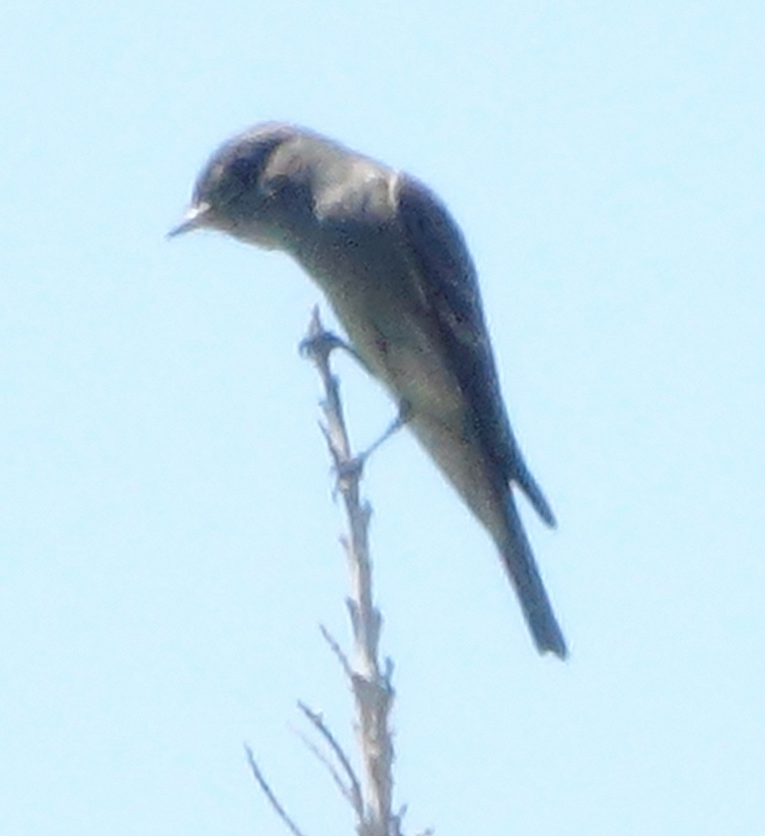 Western Wood-Pewee - ML623850227