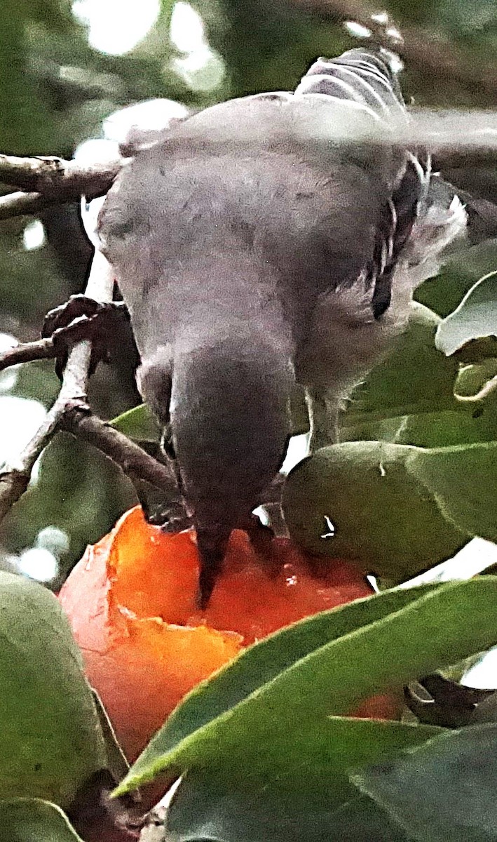 Northern Mockingbird - ML623850228