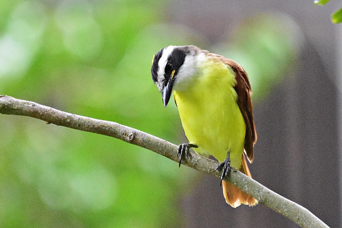 Great Kiskadee - ML623850229