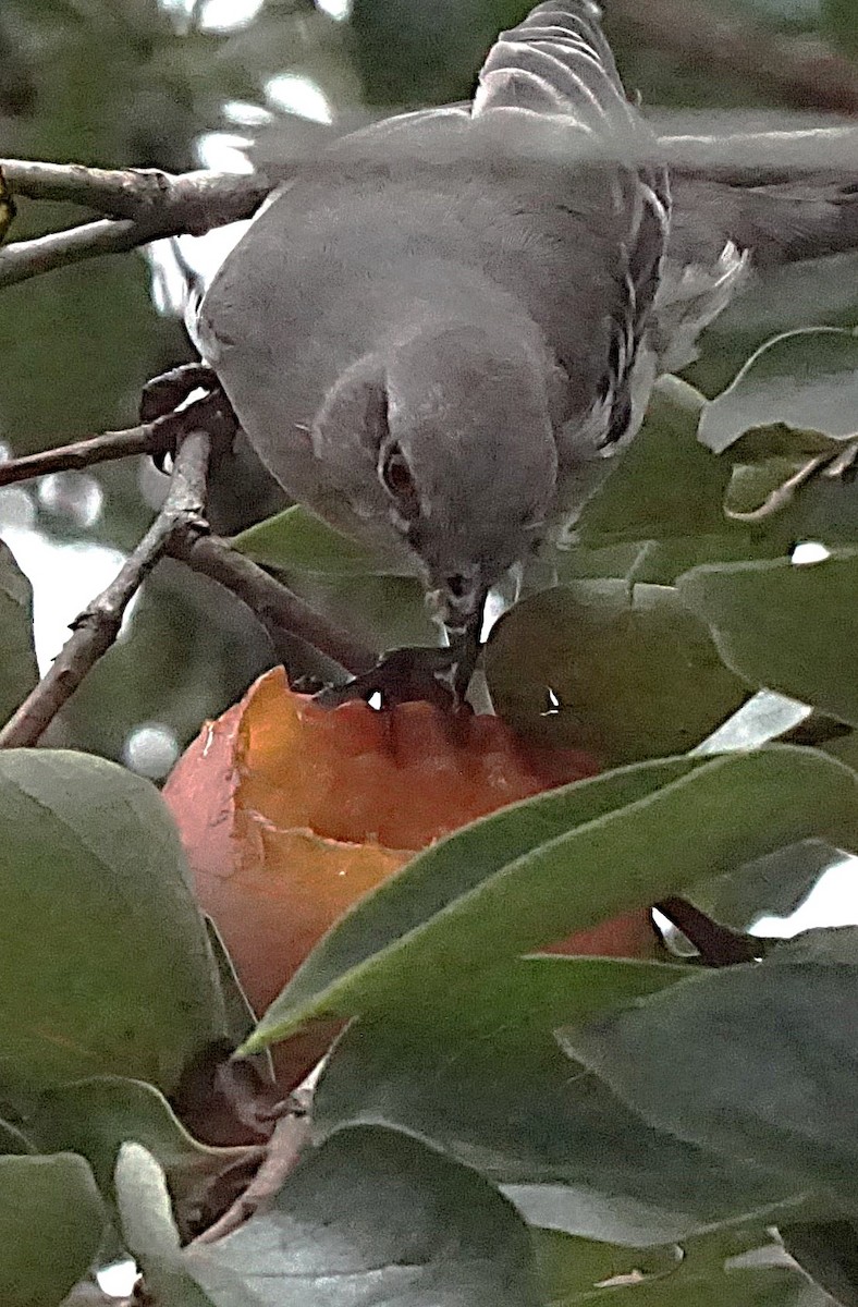 Northern Mockingbird - ML623850230