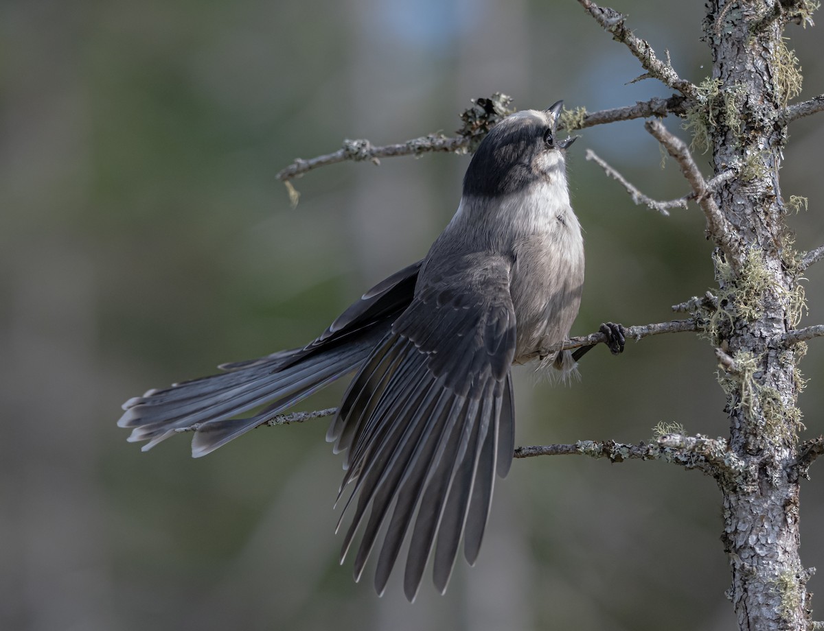 Canada Jay - ML623850232