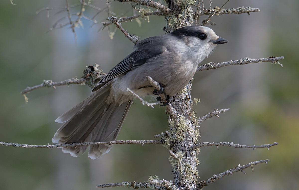 Canada Jay - ML623850233