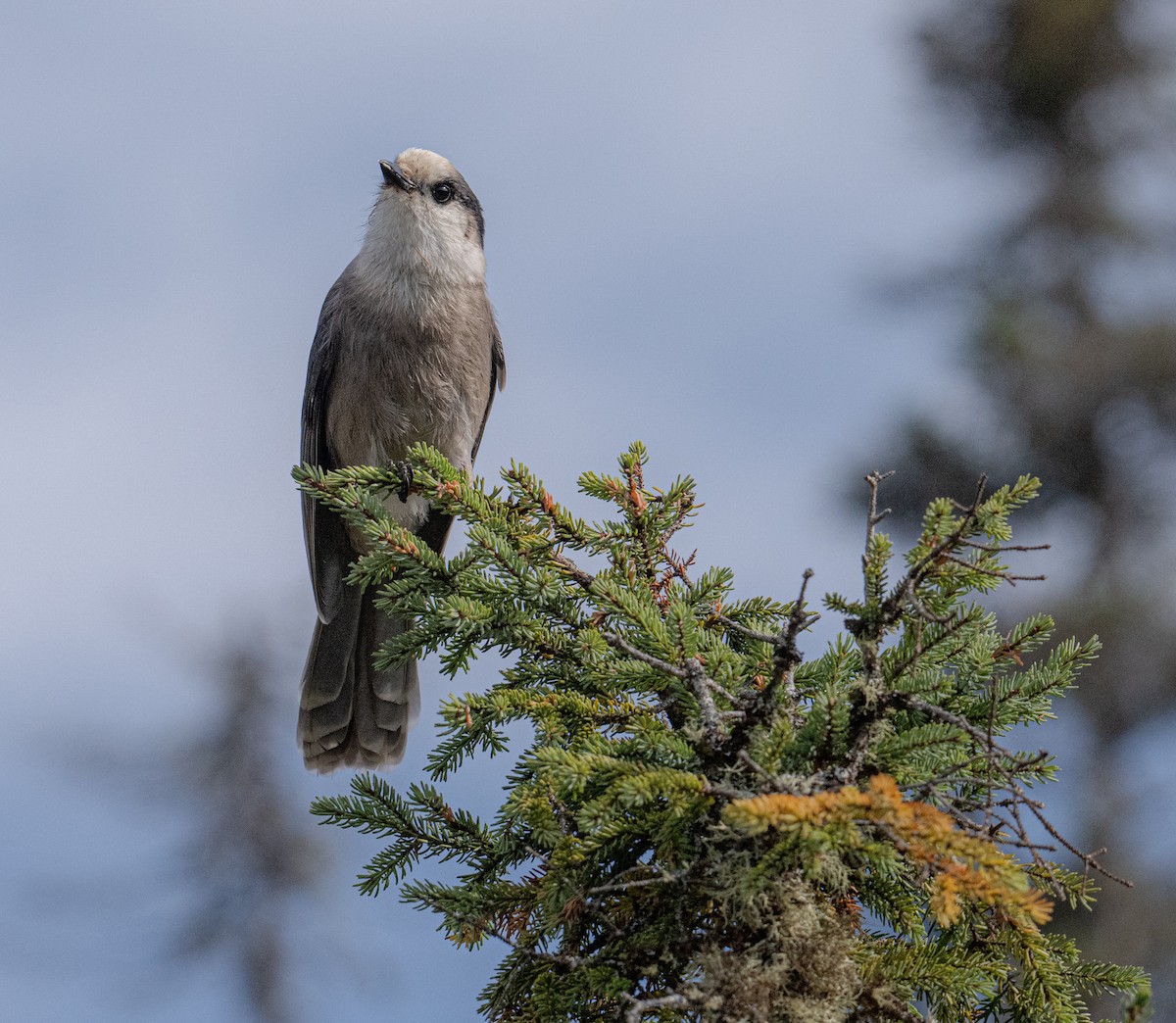 Canada Jay - ML623850234