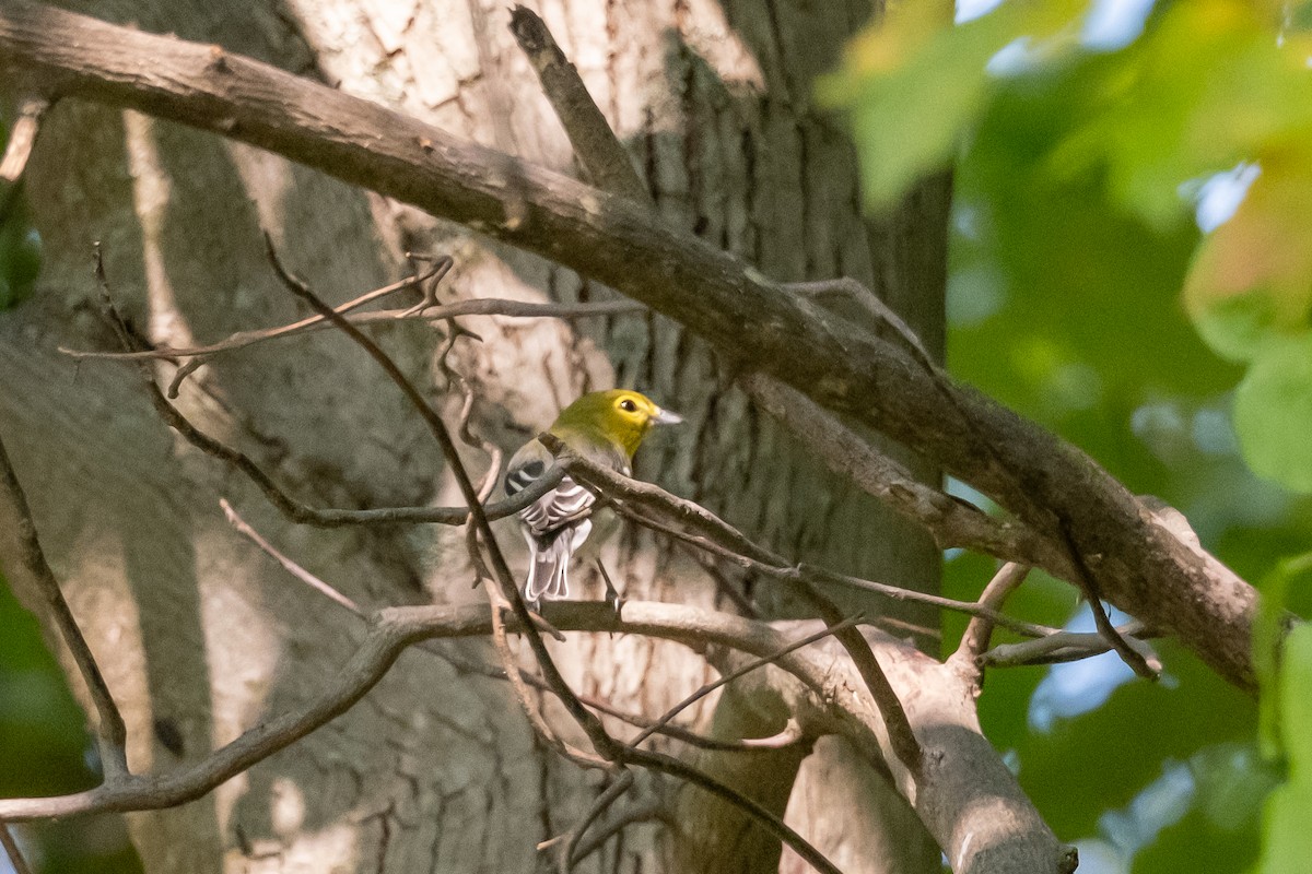 Yellow-throated Vireo - ML623850235