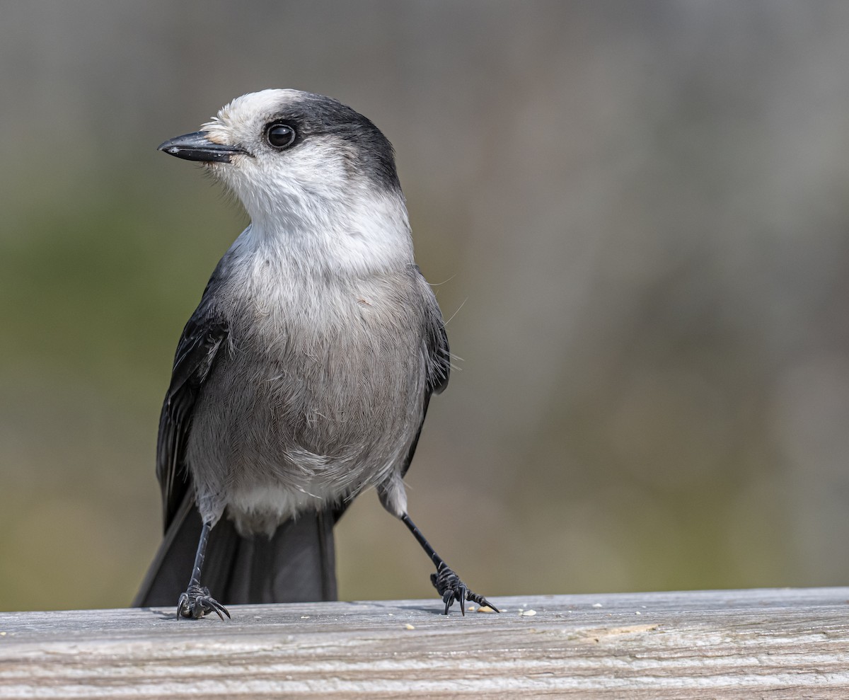 Canada Jay - ML623850236