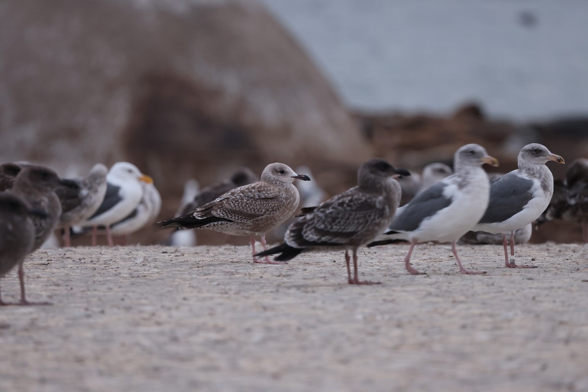 Herring Gull - ML623850237