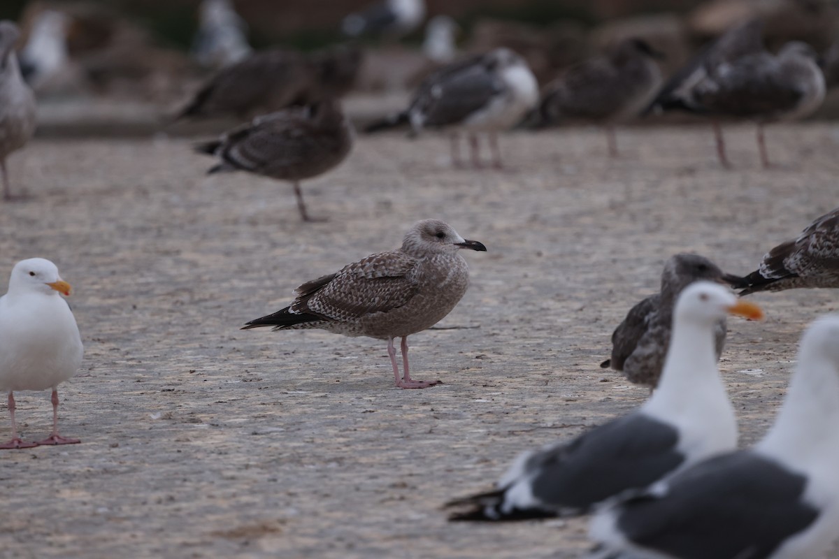 Herring Gull - ML623850238