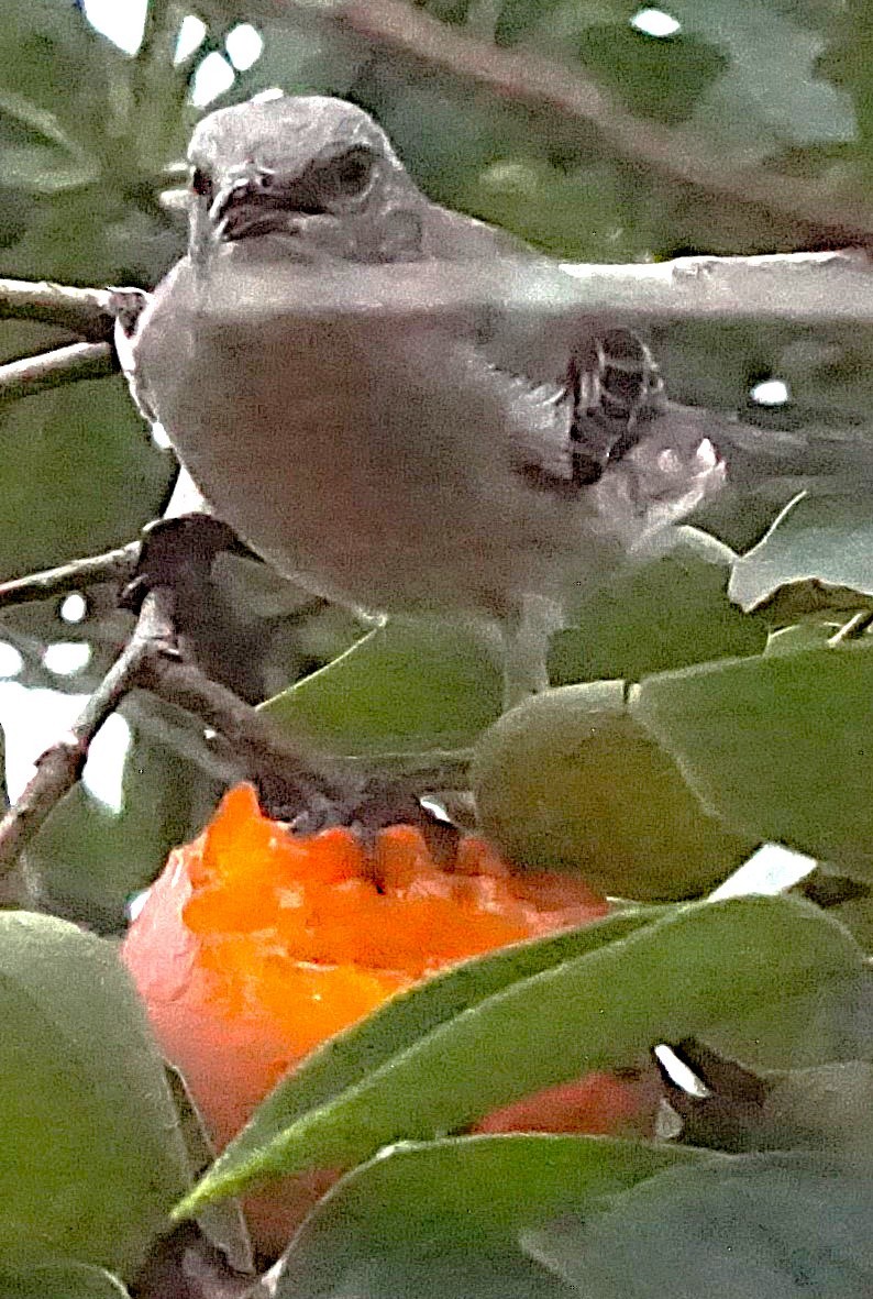 Northern Mockingbird - ML623850239