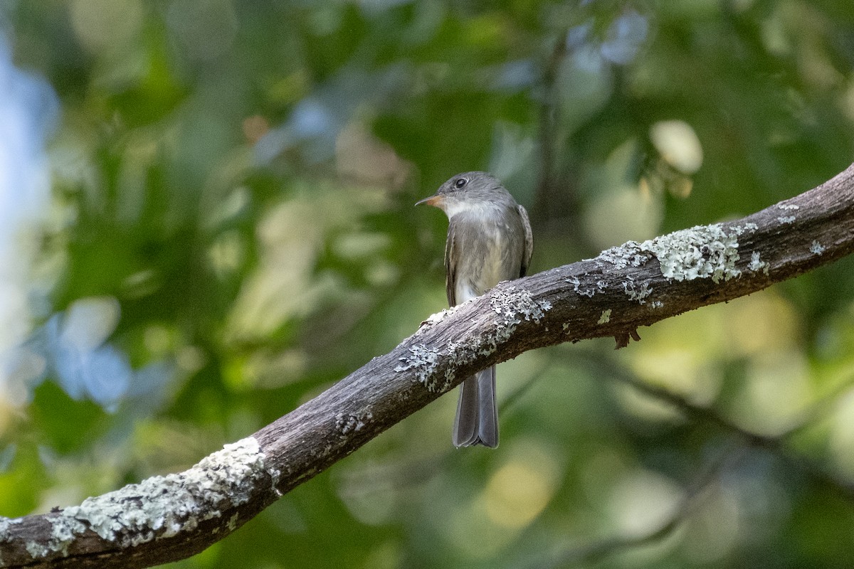 Eastern Wood-Pewee - ML623850240