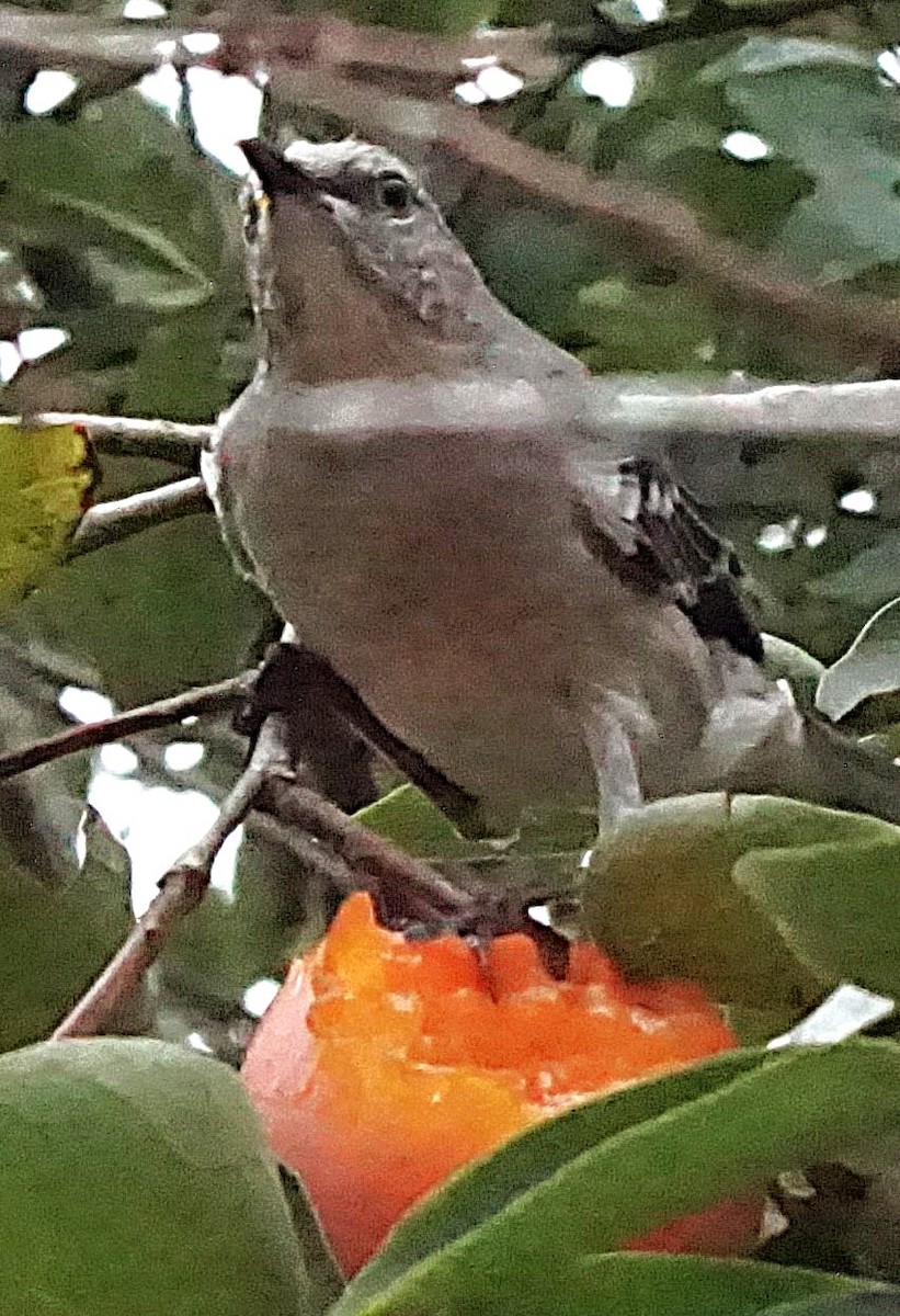 Northern Mockingbird - ML623850242