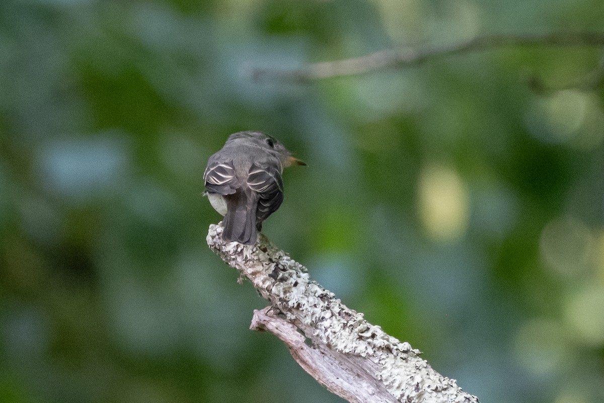 Eastern Wood-Pewee - ML623850243