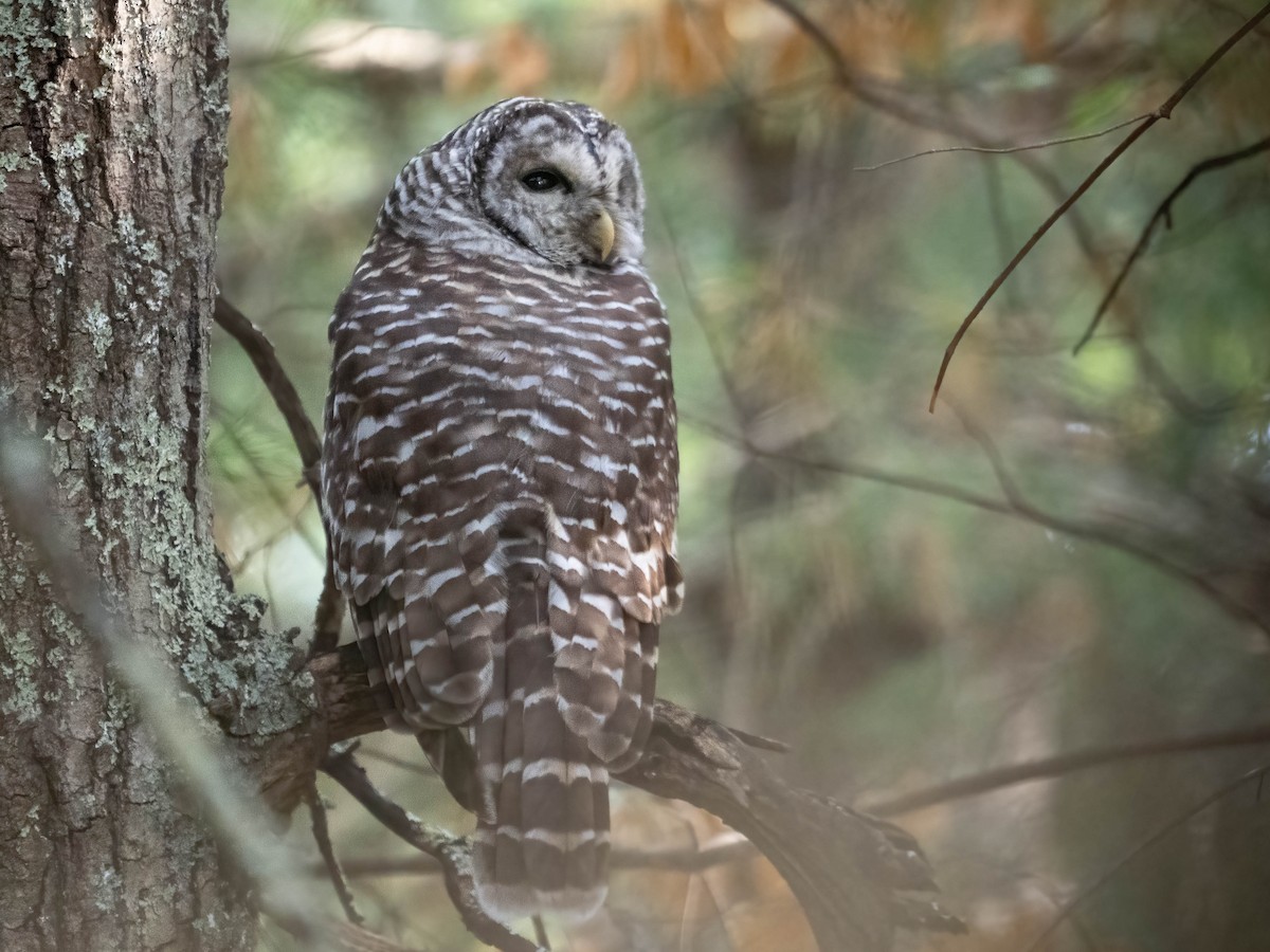 Barred Owl - ML623850244