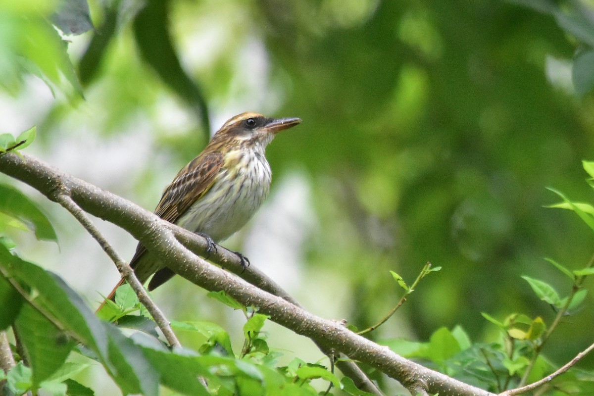 Streaked Flycatcher - ML623850245