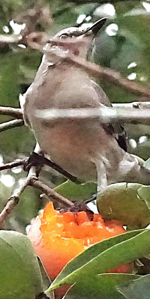 Northern Mockingbird - ML623850247