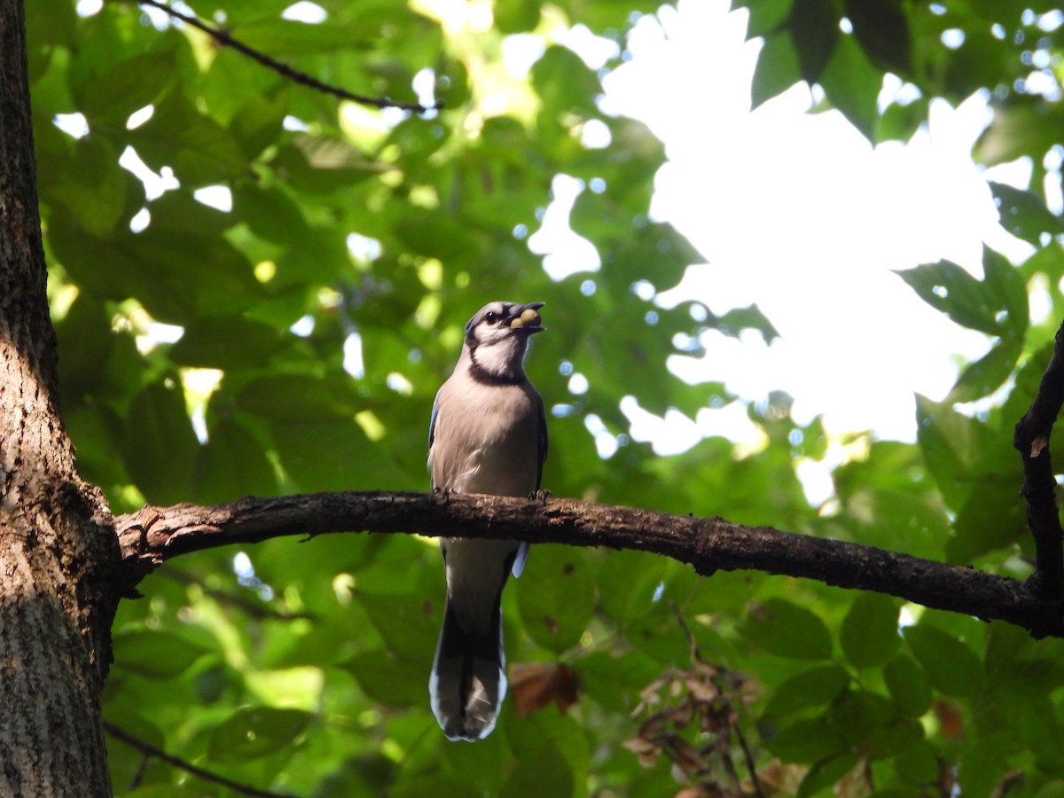 Blue Jay - ML623850248